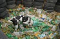 /album/pet-box/a388835-2125148380629-1603474874-31932693-675608267-n-jpg/