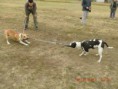 /album/tug-of-war/a317054-2129536090319-1603474874-31935796-1086761703-n-jpg/