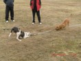 /album/tug-of-war/a386336-2129536330325-1603474874-31935797-469839695-n-jpg/