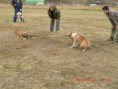 /album/tug-of-war/a391727-2129536650333-1603474874-31935799-832254689-n-jpg/