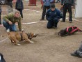 /album/preteky-tug-of-war-budapest/a302691-2211313934714-1603474874-31982211-328736019-n-jpg/