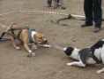 /album/preteky-tug-of-war-budapest/a310721-2211314894738-1603474874-31982213-439363328-n-jpg/