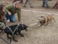 /album/preteky-tug-of-war-budapest/a380995-2211314214721-1603474874-31982212-165063856-n-jpg/