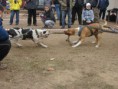 /album/preteky-tug-of-war-budapest/a389513-2211315494753-1603474874-31982214-910351350-n-jpg/