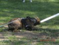 /album/tug-of-war/cimg7368-jpg/